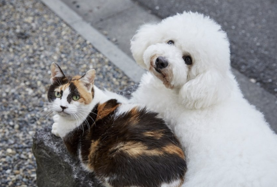 僕とシッポと神楽坂